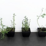 Elina Katara | Potato plants | 2010 | The wilting and sprouting tubers with faces were buried into the pots after being photographed.