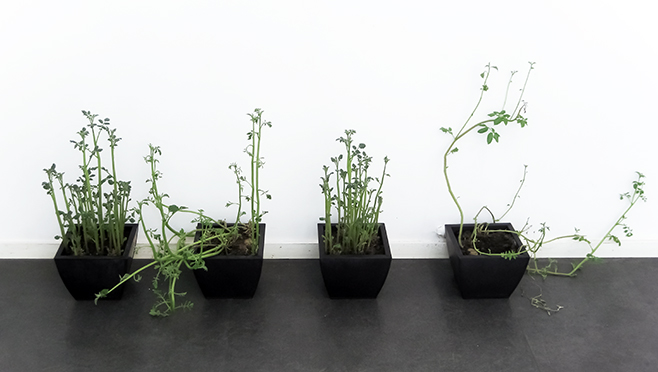 Elina Katara | Potato plants | 2010 | The wilting and sprouting tubers with faces were buried into the pots after being photographed.